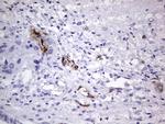 VWF Antibody in Immunohistochemistry (Paraffin) (IHC (P))