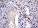 VWF Antibody in Immunohistochemistry (Paraffin) (IHC (P))