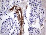 VWF Antibody in Immunohistochemistry (Paraffin) (IHC (P))