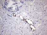 VWF Antibody in Immunohistochemistry (Paraffin) (IHC (P))