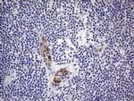 VWF Antibody in Immunohistochemistry (Paraffin) (IHC (P))