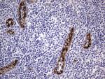 VWF Antibody in Immunohistochemistry (Paraffin) (IHC (P))