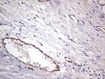 VWF Antibody in Immunohistochemistry (Paraffin) (IHC (P))