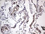 VWF Antibody in Immunohistochemistry (Paraffin) (IHC (P))