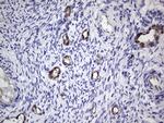 VWF Antibody in Immunohistochemistry (Paraffin) (IHC (P))