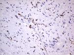 VWF Antibody in Immunohistochemistry (Paraffin) (IHC (P))