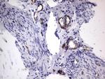 VWF Antibody in Immunohistochemistry (Paraffin) (IHC (P))