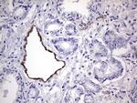 VWF Antibody in Immunohistochemistry (Paraffin) (IHC (P))