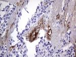 VWF Antibody in Immunohistochemistry (Paraffin) (IHC (P))