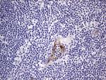 VWF Antibody in Immunohistochemistry (Paraffin) (IHC (P))