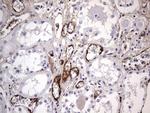 VWF Antibody in Immunohistochemistry (Paraffin) (IHC (P))