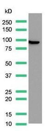 Villin Antibody in Western Blot (WB)