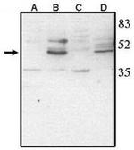 CHX10 Antibody in Western Blot (WB)