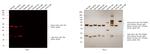 Rat IgG (H+L) Secondary Antibody