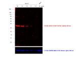 Rat IgG (H+L) Secondary Antibody in Western Blot (WB)