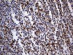 WASL Antibody in Immunohistochemistry (Paraffin) (IHC (P))