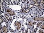 WASL Antibody in Immunohistochemistry (Paraffin) (IHC (P))