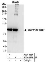 WBP11/NPWBP Antibody in Immunoprecipitation (IP)