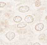 WDFY3 Antibody in Immunohistochemistry (IHC)