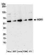 WDR1 Antibody in Western Blot (WB)