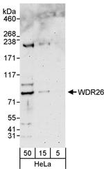 WDR26 Antibody in Western Blot (WB)