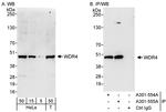 WDR4 Antibody in Western Blot (WB)