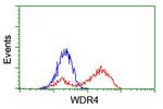 WDR4 Antibody in Flow Cytometry (Flow)