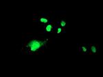 WDR4 Antibody in Immunocytochemistry (ICC/IF)