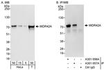 WDR42A Antibody in Western Blot (WB)