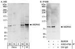 WDR43 Antibody in Western Blot (WB)