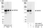 WDR44 Antibody in Western Blot (WB)