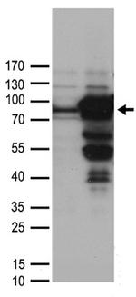 WDR48 Antibody in Western Blot (WB)