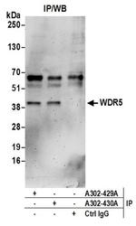 WDR5 Antibody in Immunoprecipitation (IP)