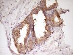 WDR61 Antibody in Immunohistochemistry (Paraffin) (IHC (P))