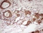 WDR61 Antibody in Immunohistochemistry (Paraffin) (IHC (P))