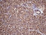 WDR61 Antibody in Immunohistochemistry (Paraffin) (IHC (P))