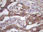 WDR61 Antibody in Immunohistochemistry (Paraffin) (IHC (P))