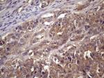 WDR61 Antibody in Immunohistochemistry (Paraffin) (IHC (P))