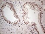 WDR61 Antibody in Immunohistochemistry (Paraffin) (IHC (P))