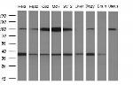 WDR61 Antibody in Western Blot (WB)