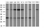 WDR61 Antibody in Western Blot (WB)