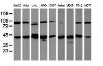 WDR74 Antibody in Western Blot (WB)