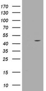 WDR74 Antibody in Western Blot (WB)