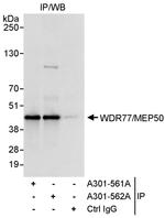 WDR77/MEP50 Antibody in Immunoprecipitation (IP)