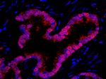 WDR77/MEP50 Antibody in Immunohistochemistry (IHC)