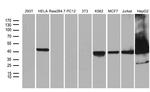 WDR77 Antibody in Western Blot (WB)