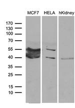 WDR92 Antibody in Western Blot (WB)