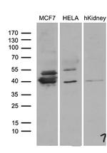 WDR92 Antibody in Western Blot (WB)