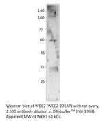 WEE2 Antibody in Western Blot (WB)