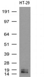 WFDC2 Antibody in Western Blot (WB)